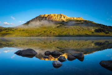今天你能让我认识一种植物吗？